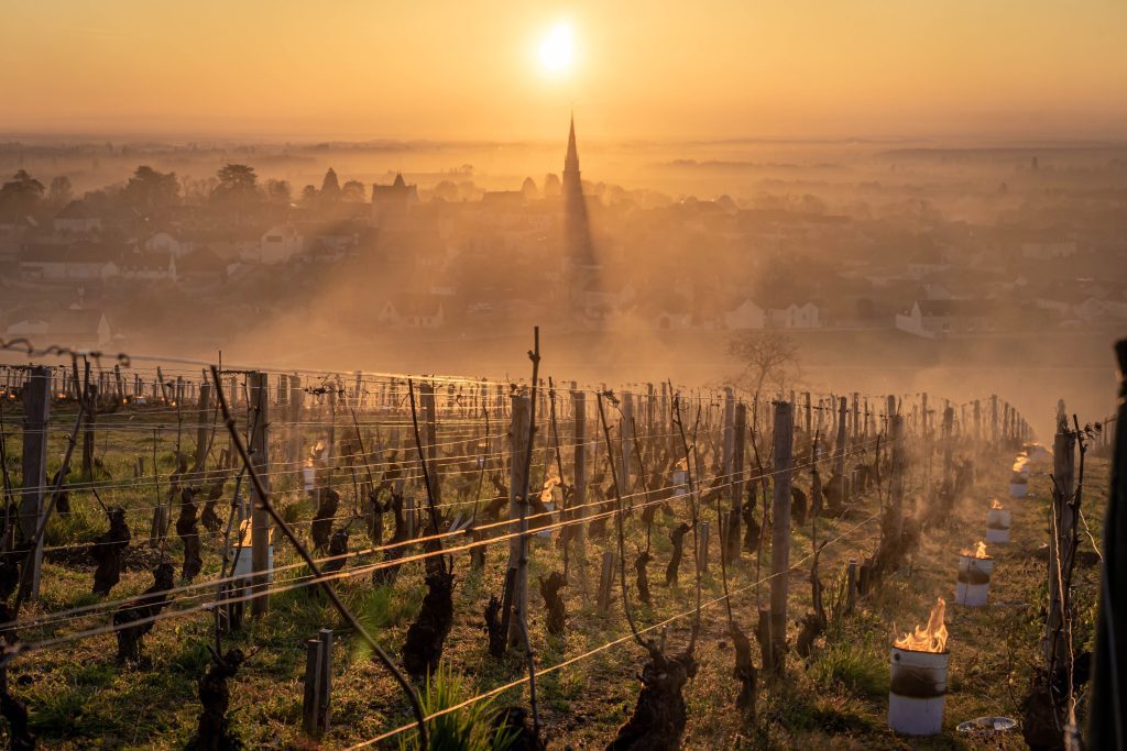 paysage bourgogne vin